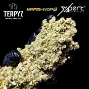 Mentha de Croco Fem Xpertnutrients