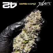 Biscotti Gelato Marshydro