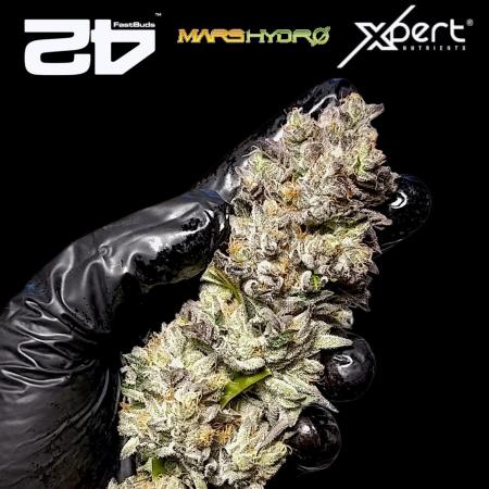 Biscotti Gelato Marshydro