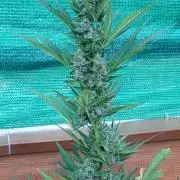 Strawberry Gorilla Rf3 Auto