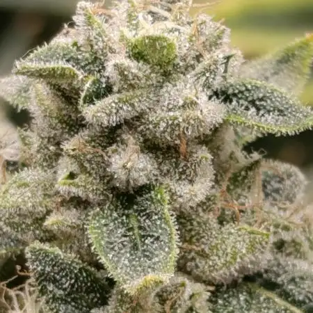 Zour MelonZ Test & Xpertnutrients