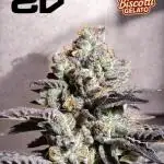 Biscotti Gelato Marshydro