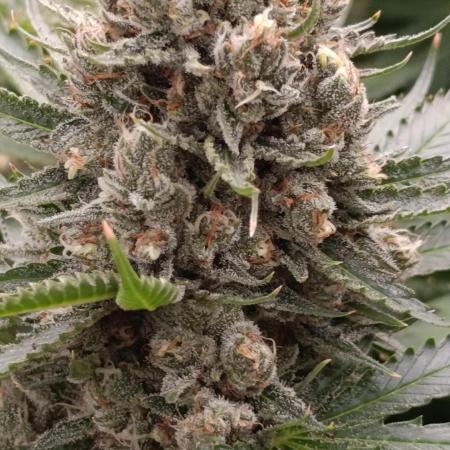 Pink Guava F1 FV