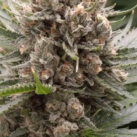 Pink Guava F1 FV