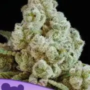 Privileged Baddie Xpertnutrients