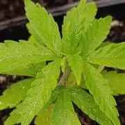 Super Lemon Cherry