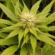 Lord Kush
