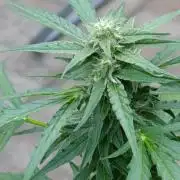 Milky Way F1 Auto