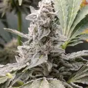 Caramel Pineapple