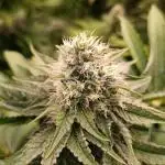 Lemon Cherry Runtz FC6500