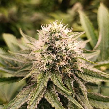 Lemon Cherry Runtz FC6500