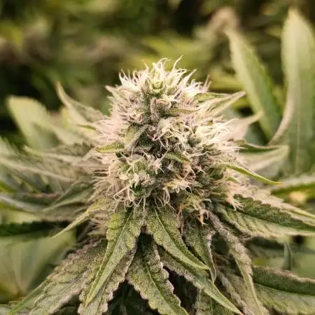 Lemon Cherry Runtz FC6500