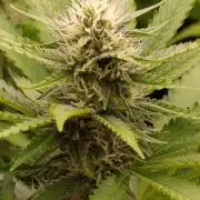 Pink Guava F1 FV