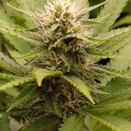 Pink Guava F1 FV