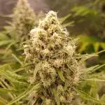 Mentha de Croco Fem Xpertnutrients