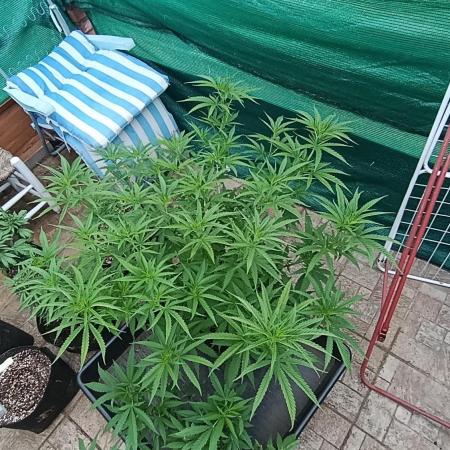 Gello Z & Xpertnutrients