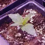 Sour Puffs Xpertnutrients