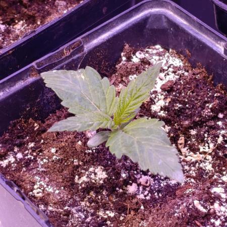 Sour Puffs Xpertnutrients