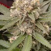 Pink Guava F1 FV