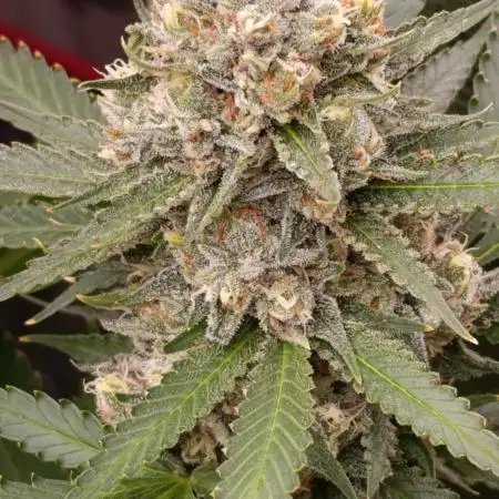 Pink Guava F1 FV