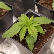 Sour Puffs Xpertnutrients