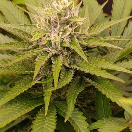 Ice Cream Haze Xpertnutrients