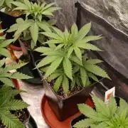 Jack 47 FV