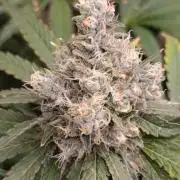 Astro Lemonade F1