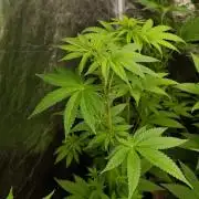 Super Boof RQS