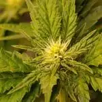 Sticky Queen Flower
