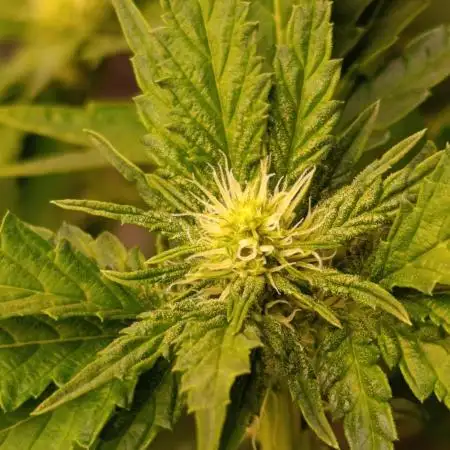 Sticky Queen Flower