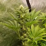 Papayton Xpertnutrients