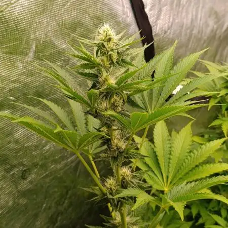 Papayton Xpertnutrients