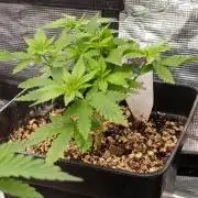 Lord Kush