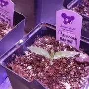 Privileged Baddie Xpertnutrients