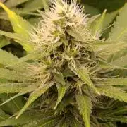 DC Kush