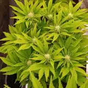 Isla Mirage Xpertnutrients