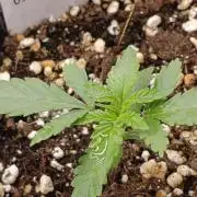 Banana Cream OG
