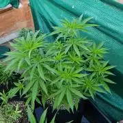 Gello Z & Xpertnutrients