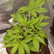 GokuZ OG Test & Marshydro