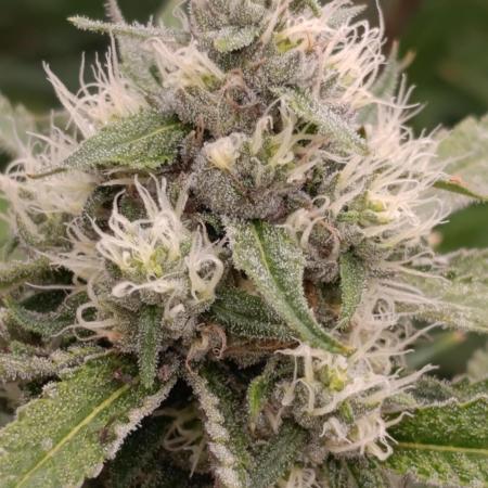 Cosmic Cheddar F1