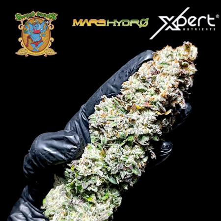 Monster Maker & Marshydro