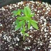 Gello Z & Xpertnutrients