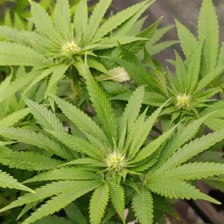 Ice Cream Haze Xpertnutrients