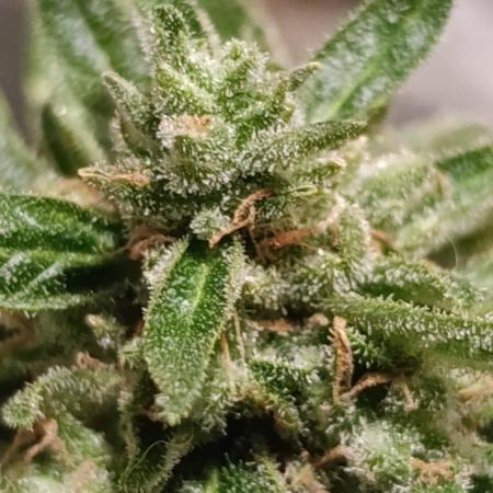 Milky Way F1 Auto