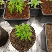 Zingatsu Xpertnutrients