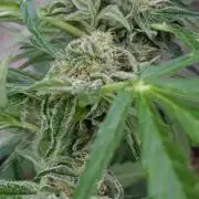 Milky Way F1 Auto