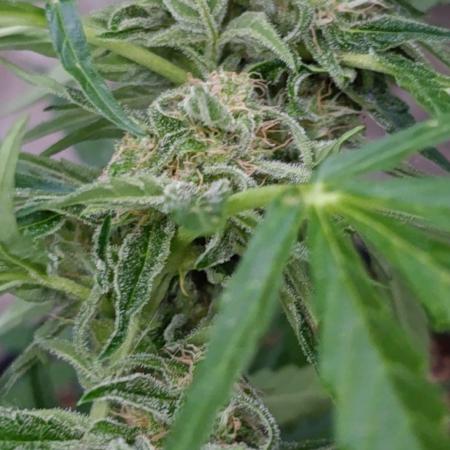 Milky Way F1 Auto