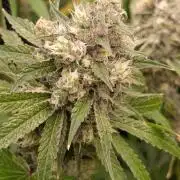 Cosmic Cheddar F1