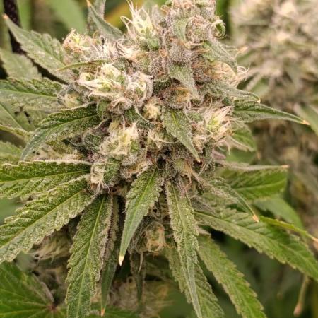 Cosmic Cheddar F1